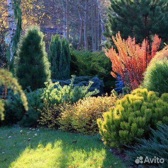 Сосна горная Пумилио (Pumilio) и Мугус (Mughus)