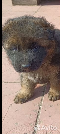 Щенки немецкой овчарки длинношерстной