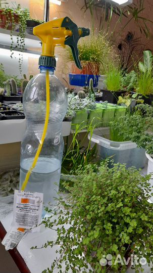 Комнатные цветы