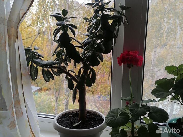 Толстянка, денежное дерево