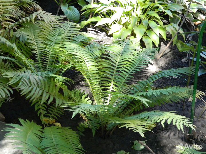 Папоротник садовый