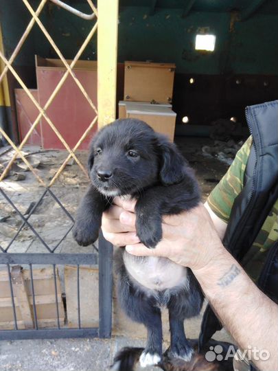 Собака в добрые руки щенок