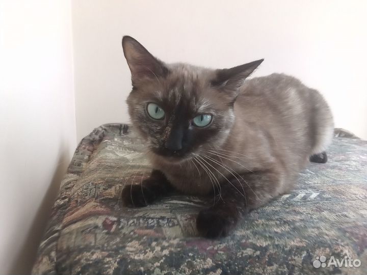 Кошка на вязку