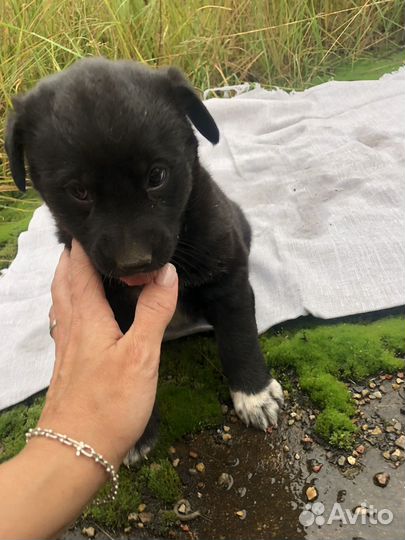 Щенок Чарли