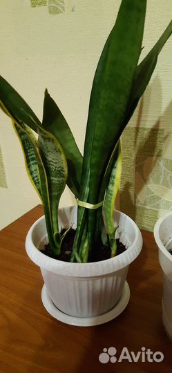 Сансевиерия