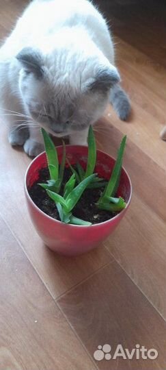 Алоэ. Столетник