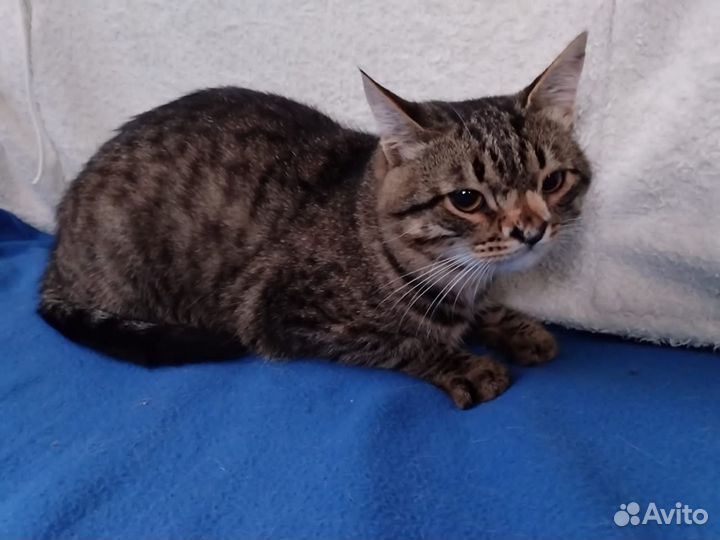 Котик, 1 год