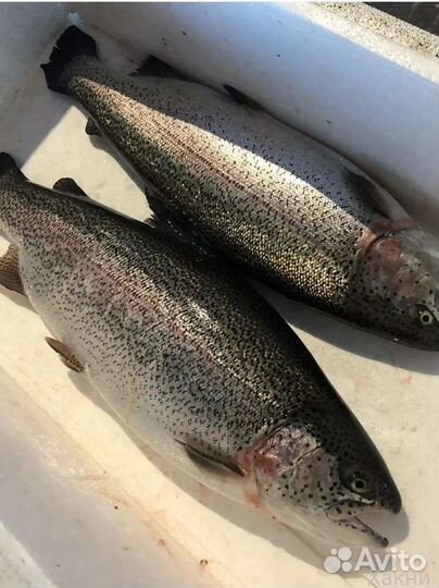 Форель свежая Крымская, морепродукты, рыба