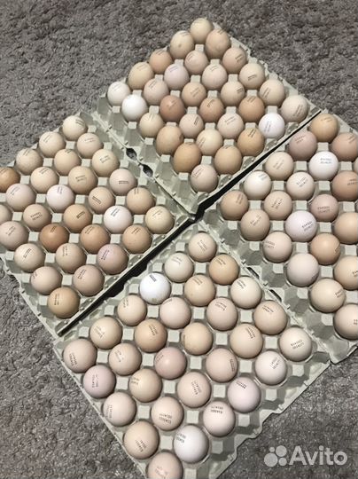 Цыплята бройлеры Кобб 500 и Голошейка