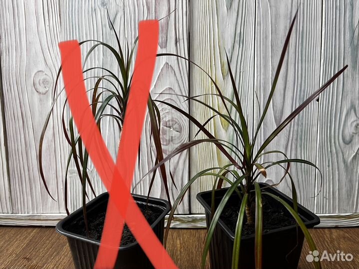 Панданус пальма, драцена, мирт