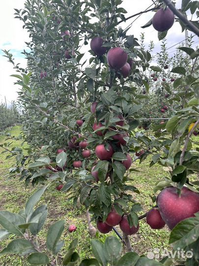 Яблоки джеромини