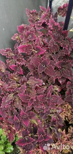 Колеусы вегетативные