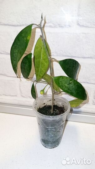 Редкие и экзотические растения 4