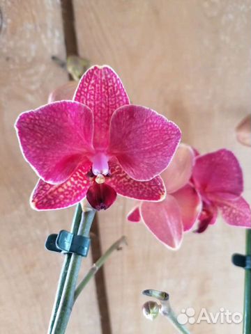 Орхидея фаленопсис Blake phal