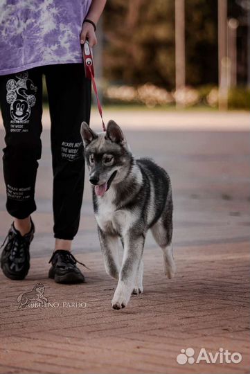 Хаски агути щенки, РКФ