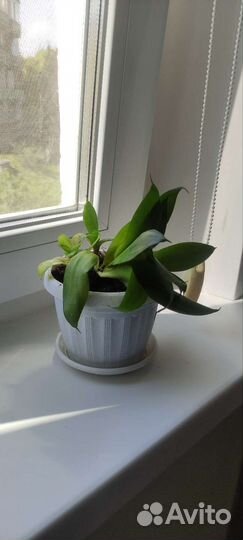 Сансевиерия Ханни грин