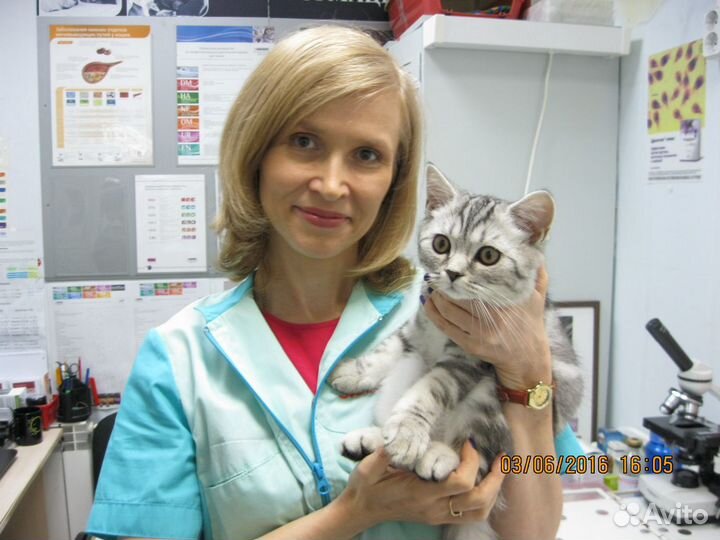 Кастрация и стрижки кошек, ветеринарный врач