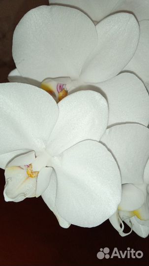 Орхидея Сого Юкидан Sogo Yukidian