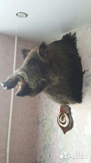 Чучело головы кабана