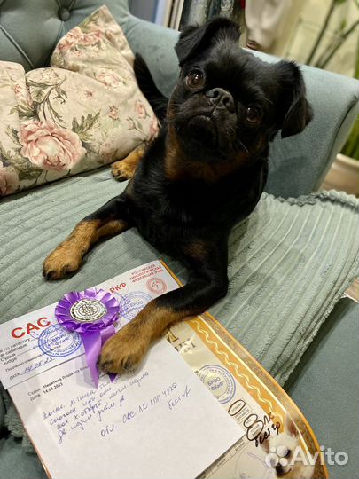 Пти брабансон вязка