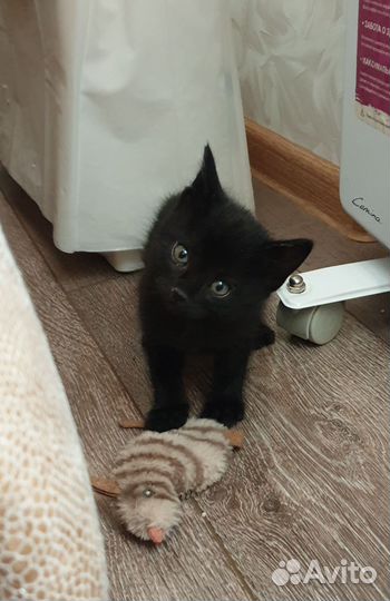 Котята в добрые руки приучены к лотку