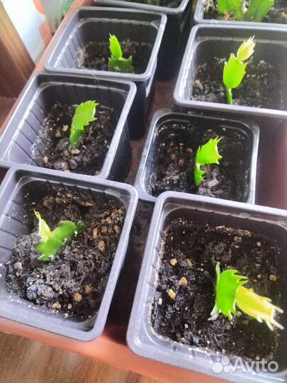 Декабрист самба и персиковый