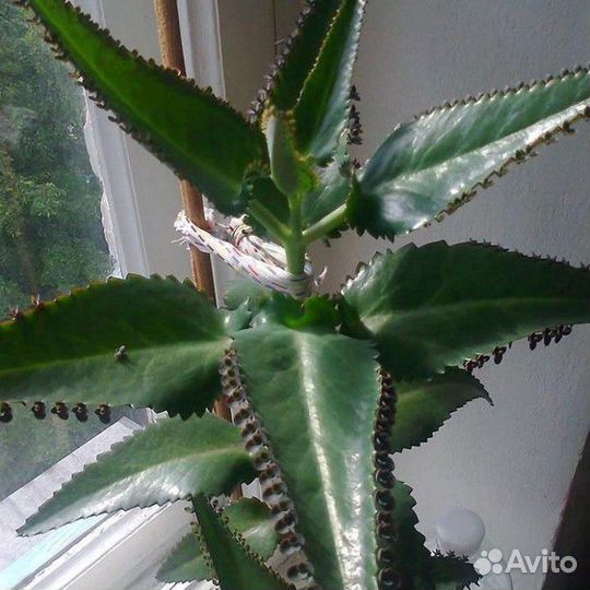 Лечебное каланхоэ Дегремона(живородящее)