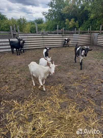 Продам коз. 3 казы 3 кзлята 1 козёл