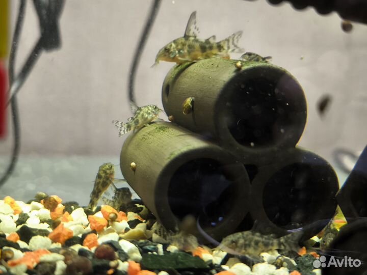 Сомы коридорасы крапчатые