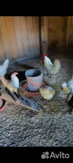 Инкубационное яйцо леггорн