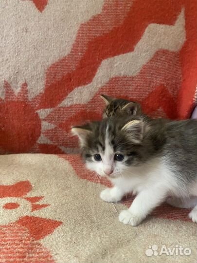 Котенок (девочка)