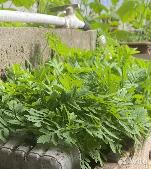 Ранние бархатцы.уже цветут