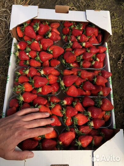 Принимаю заказы рассада касеты