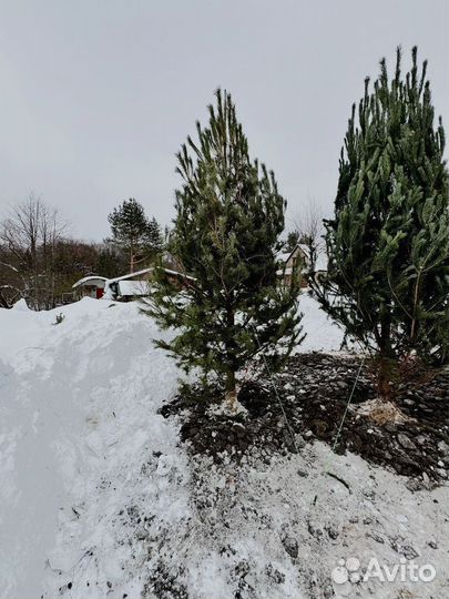 Ель 3.75 метра