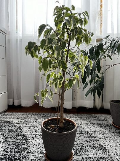 Фикус бенджамина