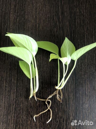 Сциндапсус, филодендрон