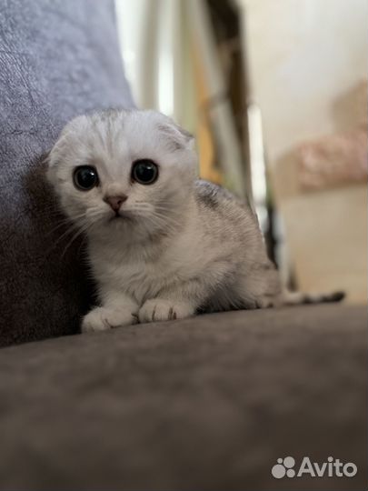 Голубые шиншиллы в драгоценных окрасах