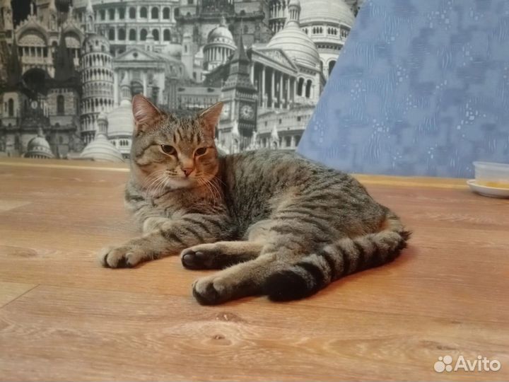 Отдам кота в добрые руки