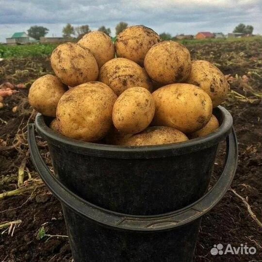 Картофель семенной, Едовой