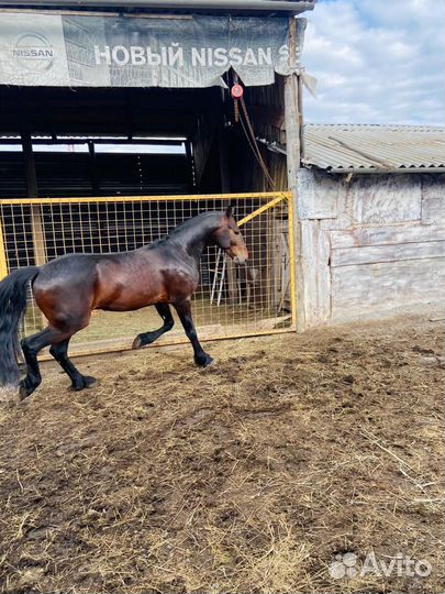 Жеребец чистопородный Орловец