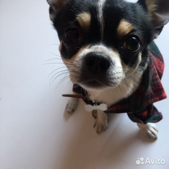 Вязка, Свидания