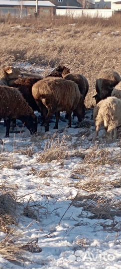 Овцы бараны ягнята