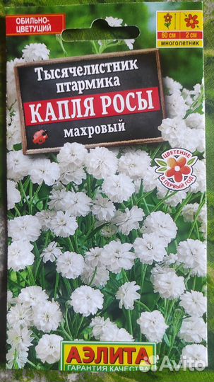 Многолетние цветы для сада