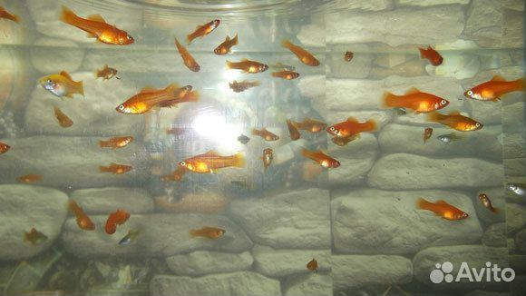 Аквариумные рыбки и растения