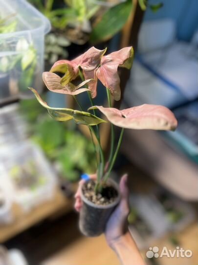 Сингониум neon робуста, орхидея ваниль