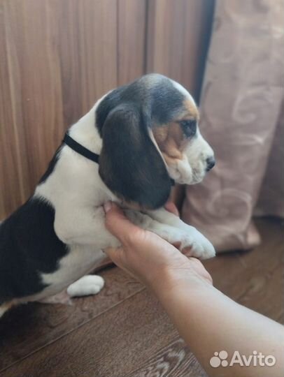 Щенки бигль