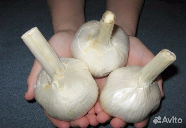 Озимый чеснок и яровой чеснок