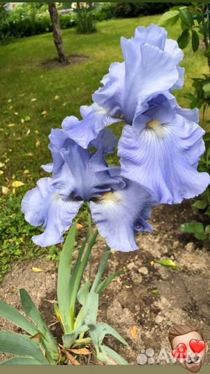 Ирисы