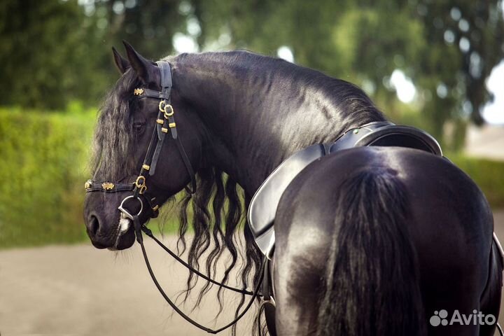 Фризский жеребец на случку