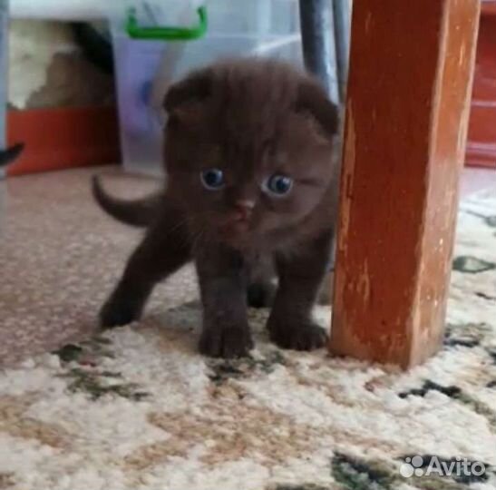 Шотландский кот вязка